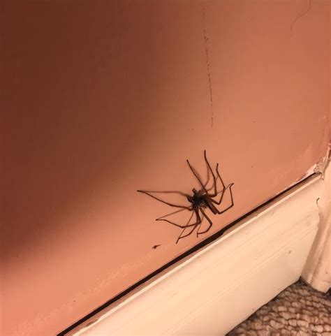 代切 意思 為什麼家裡有蜘蛛